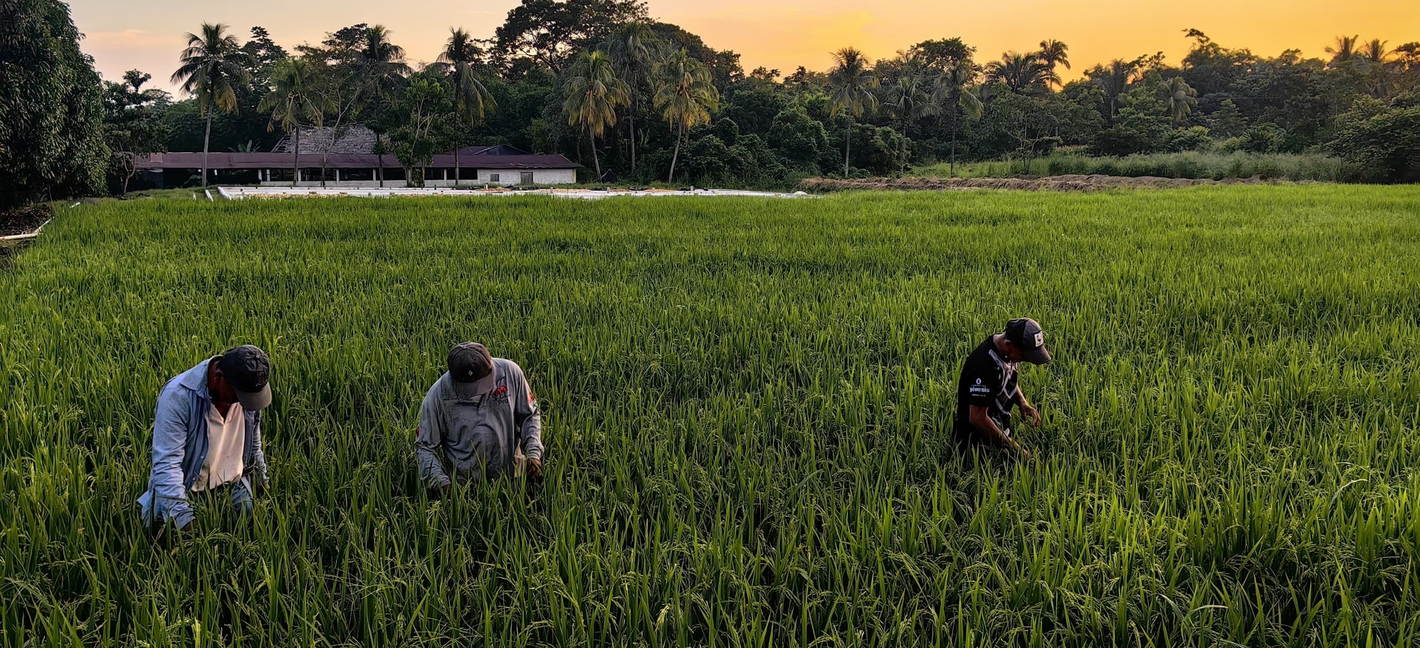 Cultivo de arroz en la Máquina 2023